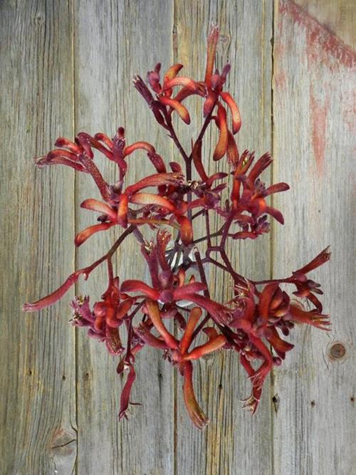 RED KANGAROO PAW